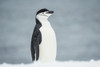 Chinstrap Penguin; Half Moon Island, South Shetland Islands, Antarctica Poster Print by Deb Garside / Design Pics - Item # VARDPI12311051