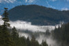 Trees in a forest, Garibaldi Park, Pemberton, British Columbia, Canada Poster Print by Panoramic Images - Item # VARPPI157698