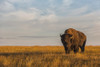 Bison, Grasslands National Park; Saskatchewan, Canada Poster Print by Robert Postma / Design Pics - Item # VARDPI12325370