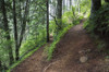 A hiking trail goes up Saddle Mountain; Hamlet, Oregon, United States of America Poster Print by Robert L. Potts / Design Pics - Item # VARDPI2432929