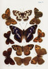 Different types of butterflies. Illustration by W.S.Furneaux. From the book Butterflies, Moths and Other Insects and Creatures of the Countryside. Published 1927. Poster Print by Hilary Jane Morgan / Design Pics - Item # VARDPI12321321