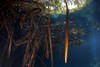 Mangrove roots full of life in Casa cenote near Tulum, Riviera Maya, Mexico. Poster Print by VWPics/Stocktrek Images - Item # VARPSTVWP401353U