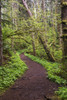 The trail leads to the top of Saddle Mountain; Hamlet, Oregon, United States of America Poster Print by Robert L. Potts / Design Pics - Item # VARDPI12305929