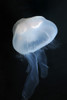 Moon jellyfish. Poster Print by VWPics/Stocktrek Images - Item # VARPSTVWP400510U