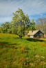 Old barn next to a colorful bouquet of spring flowers and California Poppies near Lake Hughes, CA Poster Print by Panoramic Images - Item # VARPPI181581