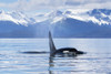 An Orca Whale surfaces near Juneau, Lynn Canal, Chilkat Mountains, Inside Passage; Alaska, United States of America Poster Print by John Hyde / Design Pics - Item # VARDPI12307045