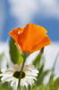 A poppy and daisies bloom in the garden; Astoria, Oregon, United States of America Poster Print by Robert L. Potts / Design Pics - Item # VARDPI2385003
