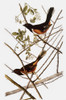 Audubon: Towhee. /Neastern, Or Rufous-Sided, Towhee (Pipilo Erythrophthalmus), From John James Audubon'S 'The Birds Of America,' 1827-1838. Poster Print by Granger Collection - Item # VARGRC0007613
