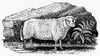 Dwarf Sheep, C1800. /Nthe Dunky Or Dwarf Sheep. Wood Engraving, C1800, By Thomas Bewick. Poster Print by Granger Collection - Item # VARGRC0079653