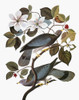 Audubon: Pigeon. /Nband-Tailed Pigeon (Patagioenas Fasciata, Formerly Columba Fasciata), From John James Audubon'S 'The Birds Of America,' 1827-1838. Poster Print by Granger Collection - Item # VARGRC0007630