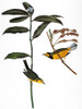 Audubon: Warbler. /Nhooded Warbler (Setophaga Citrina, Formerly Wilsonia Citrina), After John James Audubon For His 'Birds Of America,' 1827-38. Poster Print by Granger Collection - Item # VARGRC0007564