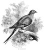 Passenger Pigeon. /Nwood Engraving, English, C1880. Poster Print by Granger Collection - Item # VARGRC0000135