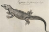 Iguana, 1585./Ncyclura Sp. Watercolor, C1585, By John White. Poster Print by Granger Collection - Item # VARGRC0011513