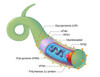 Ebola Virus, Illustration Poster Print by Evan Oto/Science Source - Item # VARSCIJB6295