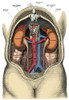 Dissection of the Abdomen Poster Print by Science Source - Item # VARSCIBQ2826