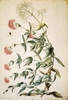 Valerian, 16Th Century. /Nvalerian (Valeriana Rubra): Watercolor, Italian, Late 16Th Century. Poster Print by Granger Collection - Item # VARGRC0050405