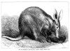 Aardvark. /Nan Aardvark At The Zoo At Regent'S Park, London. Line Engraving, English, 1869. Poster Print by Granger Collection - Item # VARGRC0082425