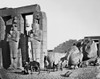 Egypt: Thebes, 1857. /Nthe Fallen Statue Of Ramses Ii, Pharaoh Of The 19Th Dynasty, At His Mortuary Temple In Thebes, Egypt. Photographed In 1857 By Francis Frith. Poster Print by Granger Collection - Item # VARGRC0031213