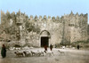 Jerusalem: Damascus Gate. /Na Shepherd Leads His Flock Of Sheep Past The Damascus Gate In The Old City Of Jerusalem. Photochrome, C1900. Poster Print by Granger Collection - Item # VARGRC0126151