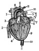 Human Heart. /Nwood Engraving. Poster Print by Granger Collection - Item # VARGRC0004400
