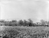 Hawaii: Sugar Cane, 1915. /Na Trainload Of Sugar Cane During A Harvest In Hawaii. Photograph, C1915. Poster Print by Granger Collection - Item # VARGRC0118206