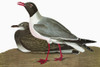 Audubon: Gull. /Nlaughing Gull (Leucophaeus Atricilla). Engraving After John James Audubon For His 'Birds Of America,' 1827-38. Poster Print by Granger Collection - Item # VARGRC0350499