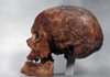 Cro-Magnon Skull. /Nlateral View Of Skull Of Cro-Magnon Man. Poster Print by Granger Collection - Item # VARGRC0021677