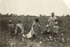 Child Labor: Cotton, 1916. /Nfamily Of Cotton Pickers In Comanche County, Oklahoma. Photograph By Lewis Hine, 1916. Poster Print by Granger Collection - Item # VARGRC0408348