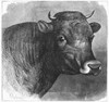 Head Of Bull, 1871. /Nhead Of Jersey Bull 'Wachusett.' Wood Engraving, 1871, After A Drawing By Edwin Forbes. Poster Print by Granger Collection - Item # VARGRC0092928