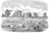 England: Cattle, 1853. /Nthe Great Meadow At Friern Manor Dairy Farm, Peckham, England. Wood Engraving, English, 1853. Poster Print by Granger Collection - Item # VARGRC0000851