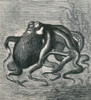 Octopus, 1873 Poster Print by Science Source - Item # VARSCIJC3370