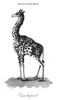 Giraffe. /Nline Engraving, English, C1800. Poster Print by Granger Collection - Item # VARGRC0082060