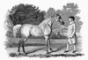 Racehorse: Gimcrack, C1765. /Nsteel Engraving, 19Th Century, After The Painting By George Stubbs. Poster Print by Granger Collection - Item # VARGRC0100869