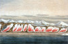 Phenomenon of Pink Arctic Ice, 1818 Poster Print by Science Source - Item # VARSCIBX0998