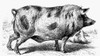 Pig, 19Th Century. /Nberkshire Pig. Wood Engraving, 19Th Century. Poster Print by Granger Collection - Item # VARGRC0046933