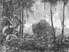 Florida: Swamp Plants. /Nfoliage Of Florida. Wood Engraving, 19Th Century. Poster Print by Granger Collection - Item # VARGRC0082412