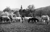 Austria: Horse Farm. /Nlipizzan Horses Grazing On A Farm On The Grounds Of A Former Benedictine Abbey In Piber, Austria. Photographed C1965. Poster Print by Granger Collection - Item # VARGRC0165923