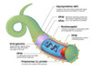 Ebola Virus, Illustration Poster Print by Evan Oto/Science Source - Item # VARSCIJB6297