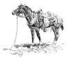 Russell: Rawlins' Horse. /Ndrawing By Charles M. Russell (1864-1926). Poster Print by Granger Collection - Item # VARGRC0070832