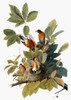 Audubon: Robin. /Namerican Robin (Turdus Migratorius), From John James Audubon'S 'Birds Of America,' 1827-1838. Poster Print by Granger Collection - Item # VARGRC0027435