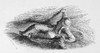 Mountaineer, 19Th Century. /Ncrossing A Crevasse. Wood Engraving, 19Th Century. Poster Print by Granger Collection - Item # VARGRC0096577