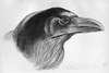 Blackburn: Birds, 1895. /N'Raven.' Illustration By Jemima Blackburn, 1895. Poster Print by Granger Collection - Item # VARGRC0525984