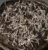 Syria: Silk Worms, C1914. /N'A Basket Of Wriggling Silk Worms Hungry For The Morning Meal, Syria.' Stereograph, C1914. Poster Print by Granger Collection - Item # VARGRC0324009