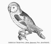 Barn Owl, 1877. /Nstrix Flammea. Wood Engraving, 1877. Poster Print by Granger Collection - Item # VARGRC0100421