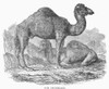 Dromedary. /Nline Engraving, 19Th Century. Poster Print by Granger Collection - Item # VARGRC0100704