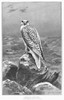Greenland: Gyr-Falcon. /Nline Engraving, 19Th Century. Poster Print by Granger Collection - Item # VARGRC0100439
