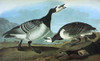 Audubon: Goose. /Nbarnacle Goose (Branta Leucopsis). Engraving After John James Audubon For His 'Birds Of America,' 1827-38. Poster Print by Granger Collection - Item # VARGRC0325159
