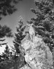 Cougar. /Nphotographed 20Th Century. Poster Print by Granger Collection - Item # VARGRC0100958