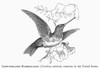 Ruby-Throated Hummingbird. /Ntrochilus Colubris. Line Engraving, 19Th Century. Poster Print by Granger Collection - Item # VARGRC0100472