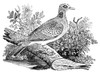 Turtle Dove. /Nwood Engraving, English, Early 19Th Century. Poster Print by Granger Collection - Item # VARGRC0050150